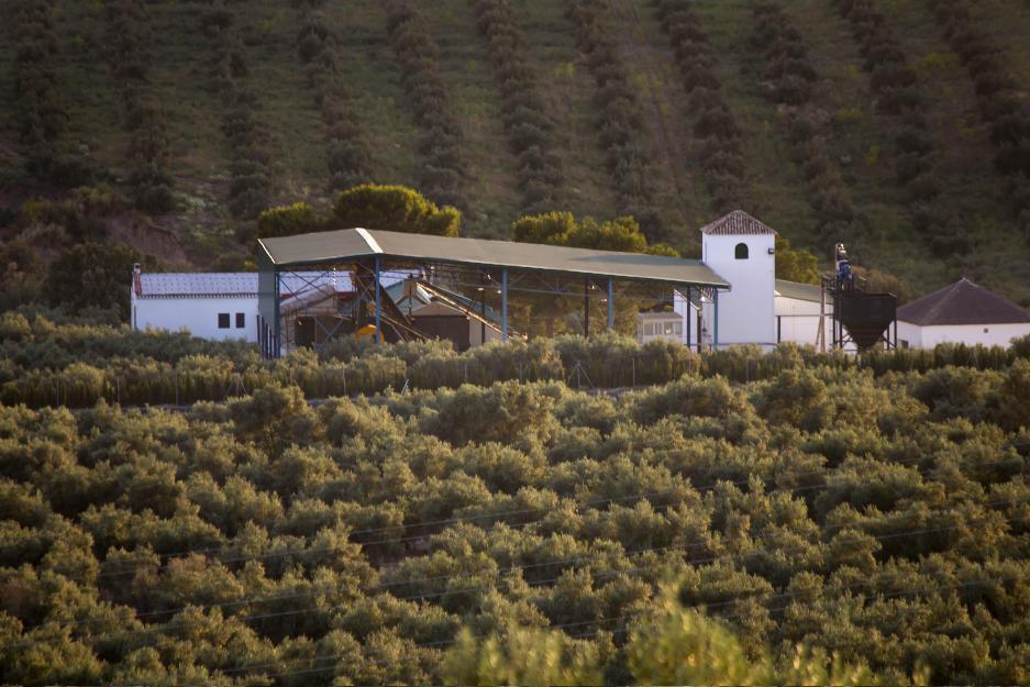 Finca de olivos y almazara de 214,82 ha en úbeda, jaén