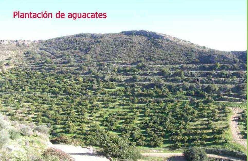 Finca Lagar del Ingles(Cartama-Málaga)Estupendaa finca con plantación aguacates