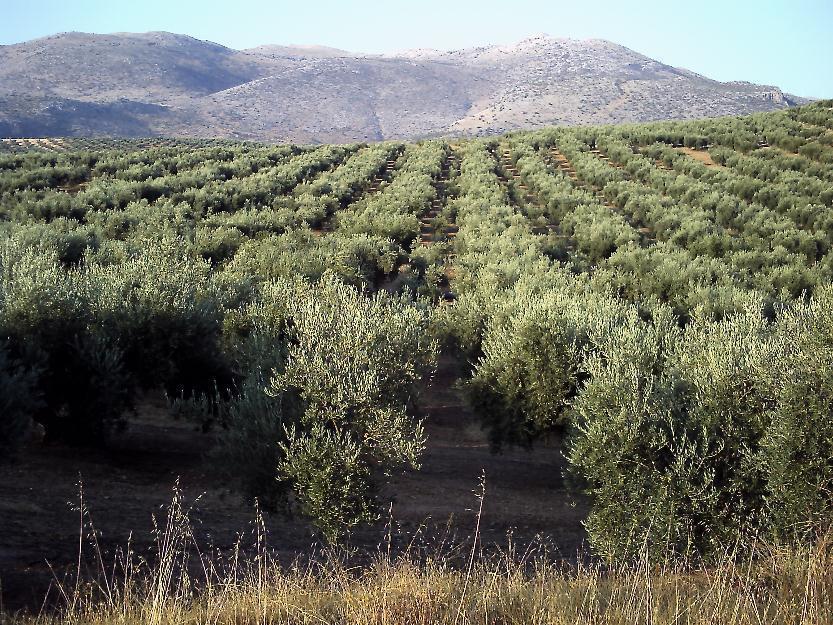 Se vende finca de olivar a 1,5 km de salar (granada)