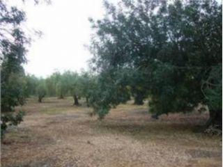 Terreno/Finca Rstica en venta en Reguers (Els), Tarragona (Costa Dorada)